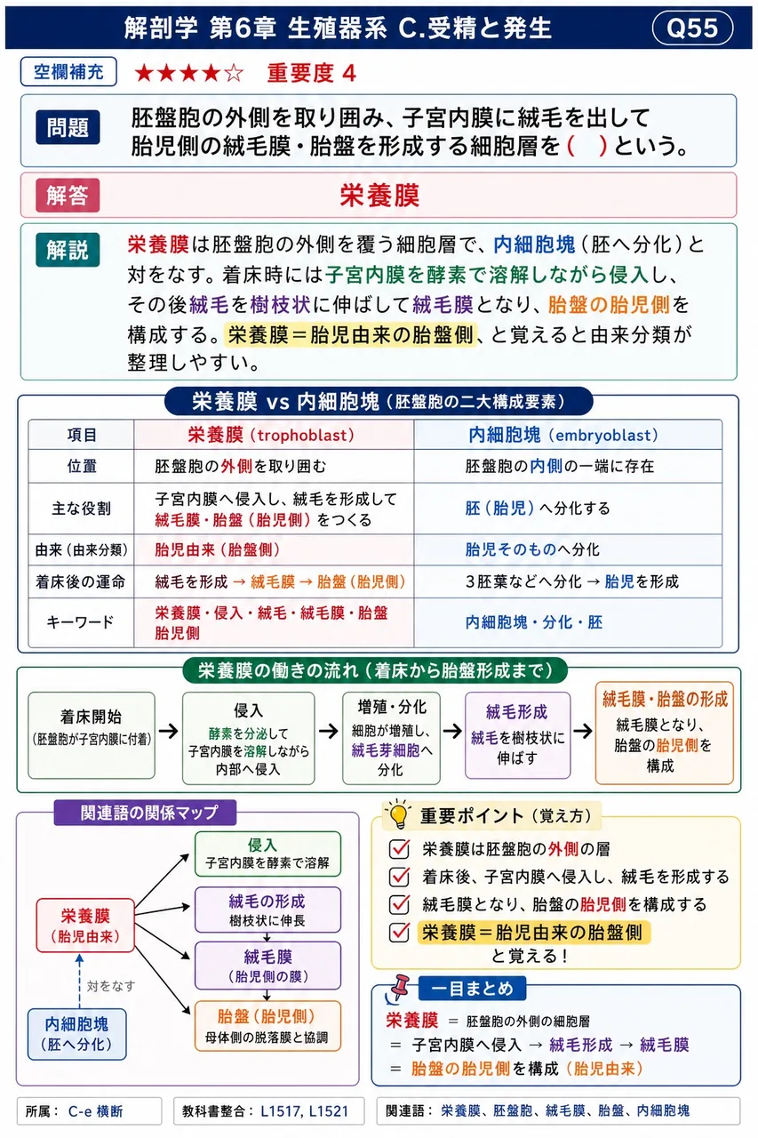 胚盤胞の外側を取り囲み、子宮内膜に絨毛を出して胎児側の絨毛膜・胎盤を形成する細胞層を( )という。 解説図