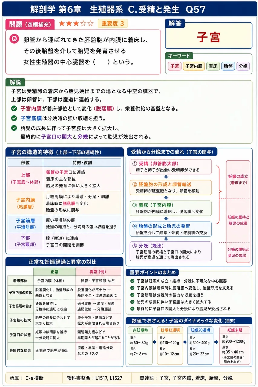 卵管から運ばれてきた胚盤胞が内膜に着床し、その後胎盤を介して胎児を発育させる女性生殖器の中心臓器を( )という。 解説図