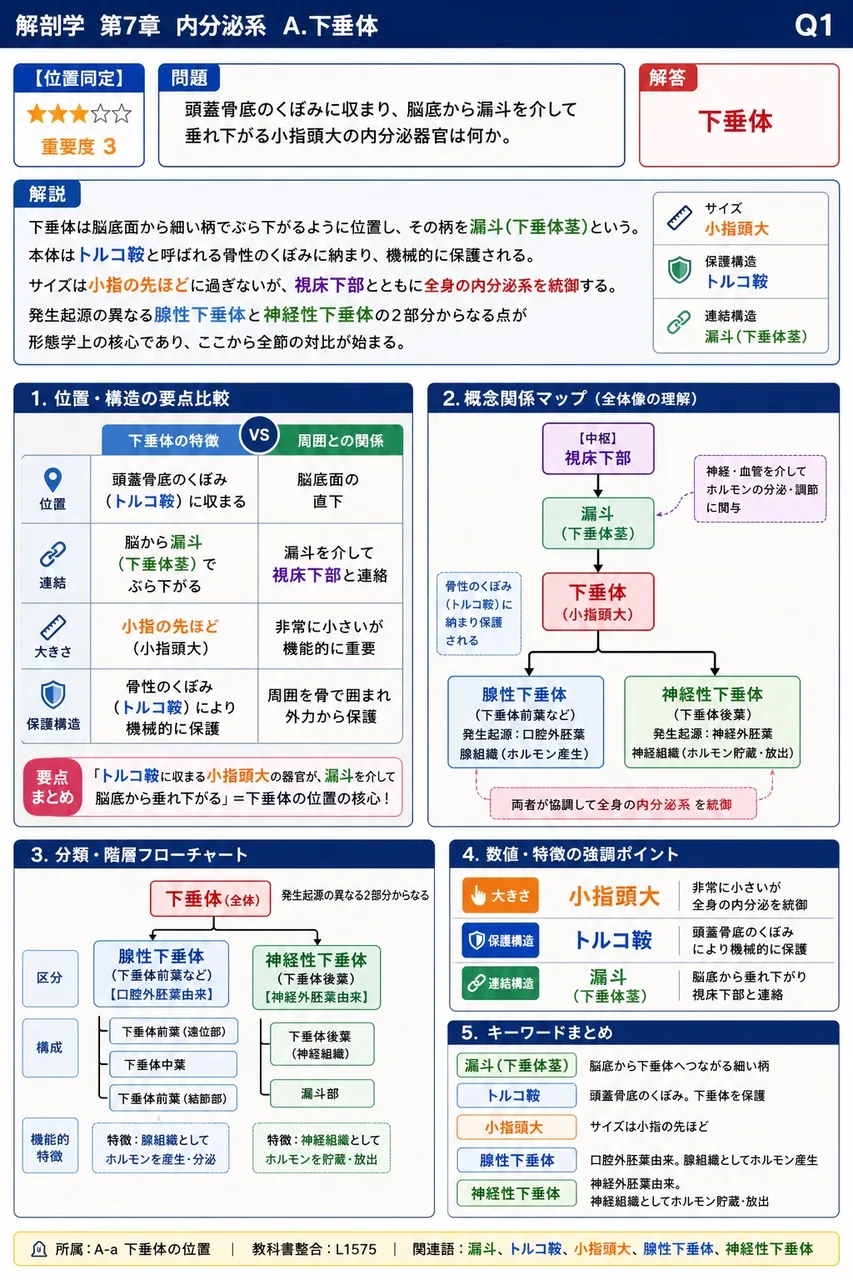 頭蓋骨底のくぼみに収まり、脳底から漏斗を介して垂れ下がる小指頭大の内分泌器官は何か。 解説図