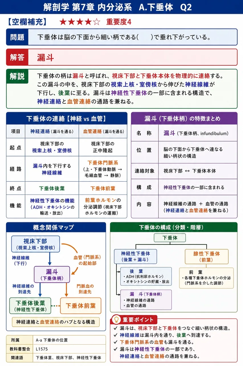 下垂体は脳の下面から細い柄である( )で垂れ下がっている。 解説図