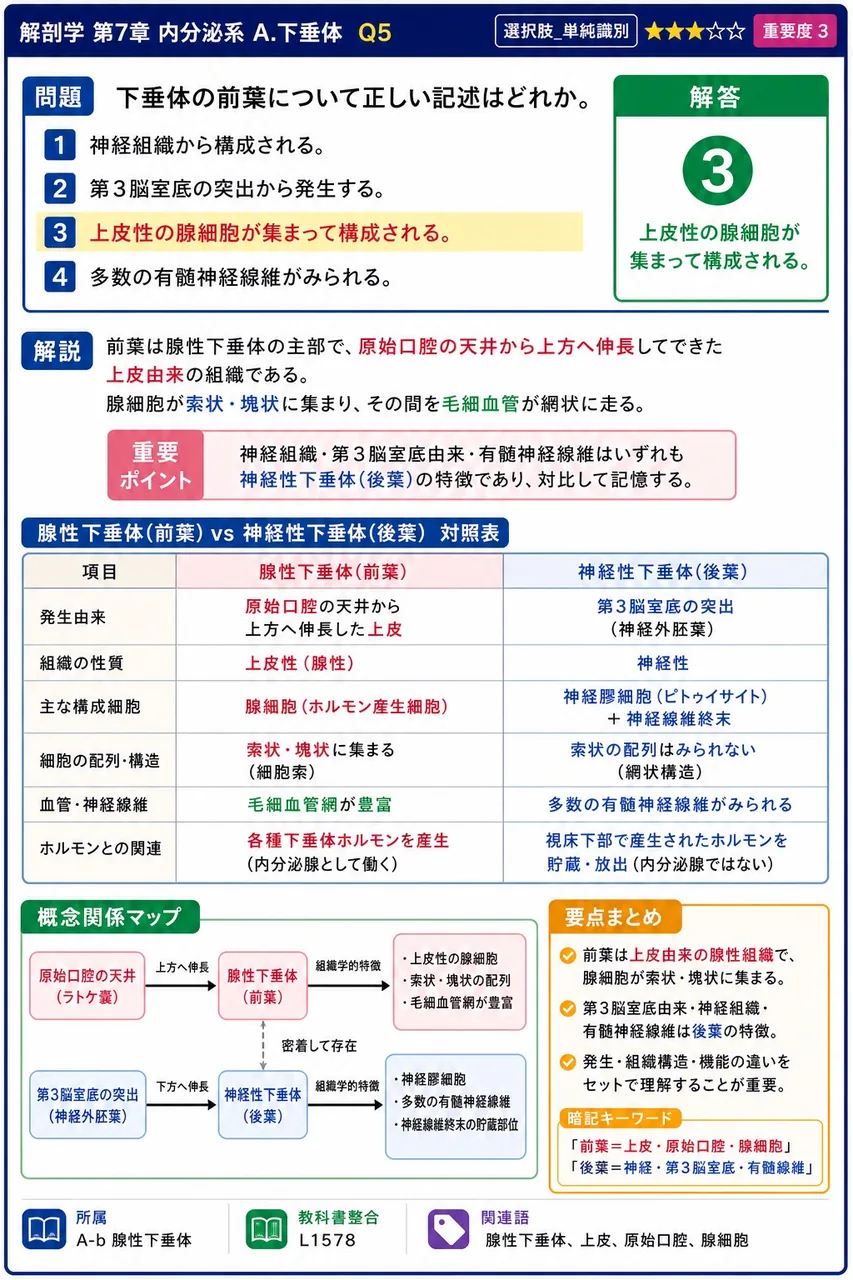 下垂体の前葉について正しい記述はどれか。 解説図