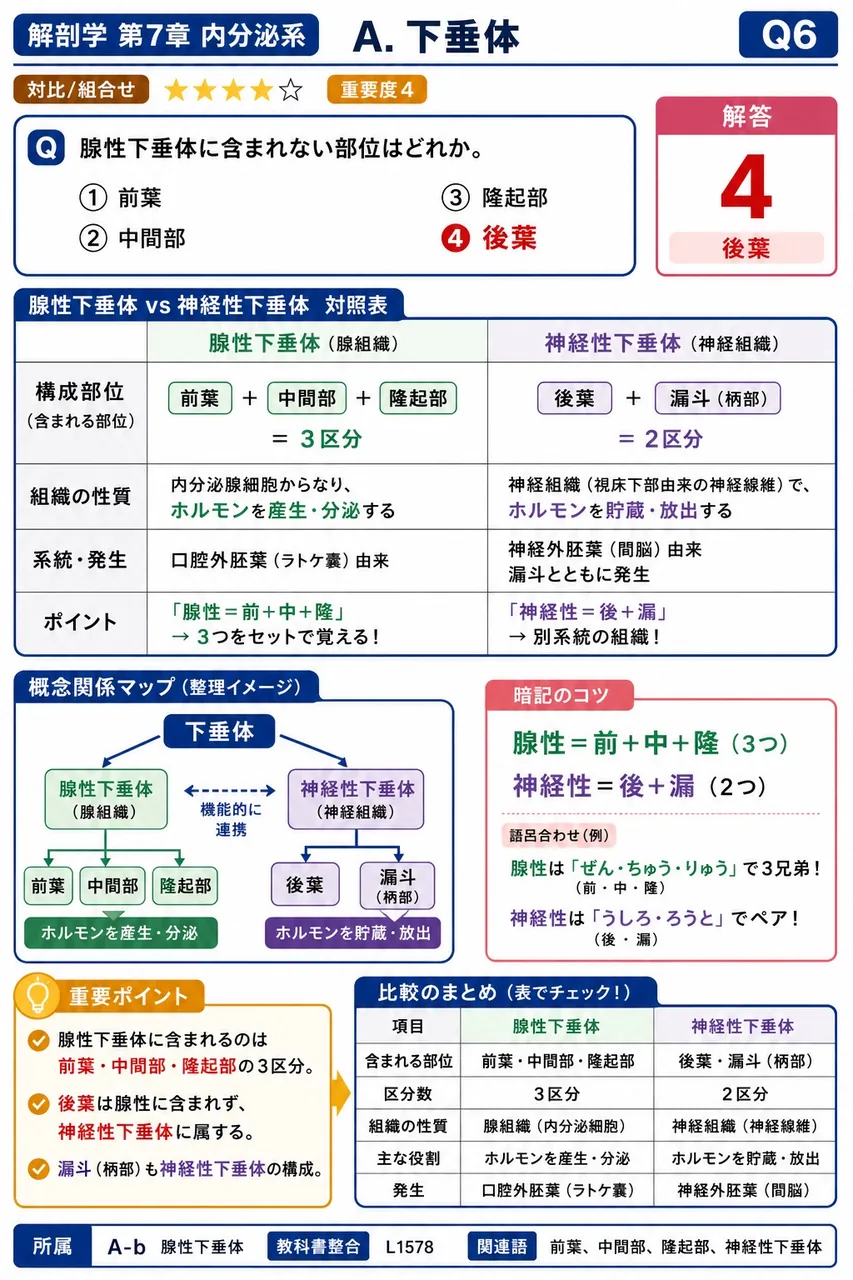 腺性下垂体に含まれない部位はどれか。 解説図