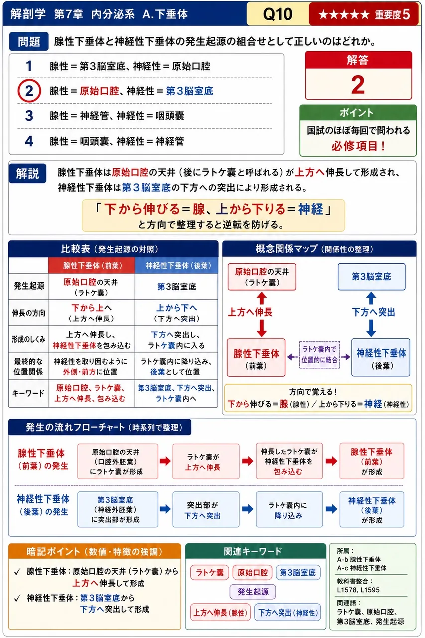 腺性下垂体と神経性下垂体の発生起源の組合せとして正しいのはどれか。 解説図