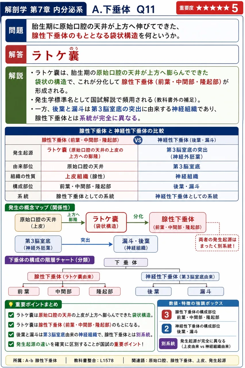 胎生期に原始口腔の天井が上方へ伸びてできた、腺性下垂体のもととなる袋状構造を何というか。 解説図