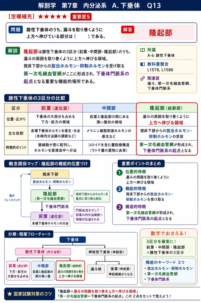 腺性下垂体のうち、漏斗を取り巻くように上方へ伸びている部分は( )である。 解説図
