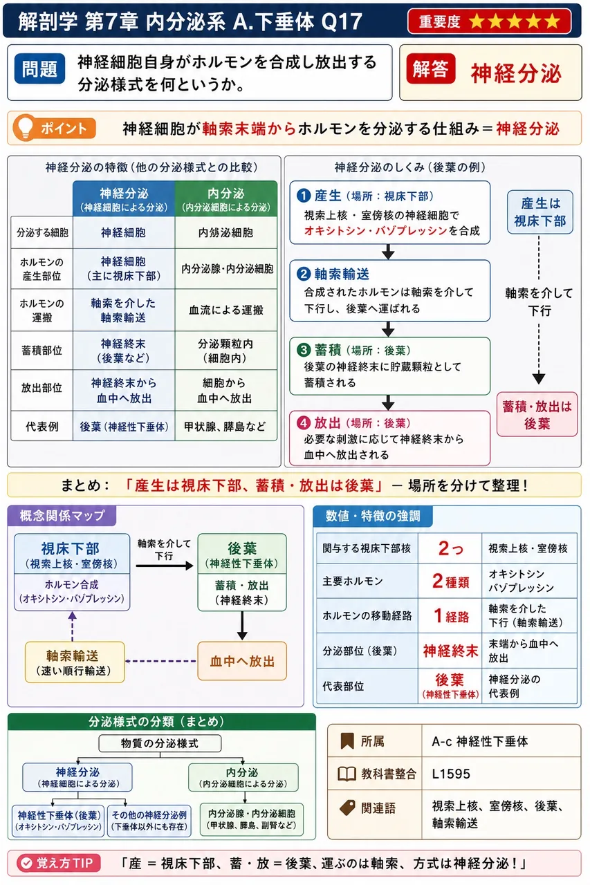 神経細胞自身がホルモンを合成し放出する分泌様式を何というか。 解説図