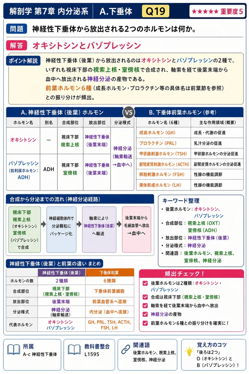 神経性下垂体から放出される2つのホルモンは何か。 解説図