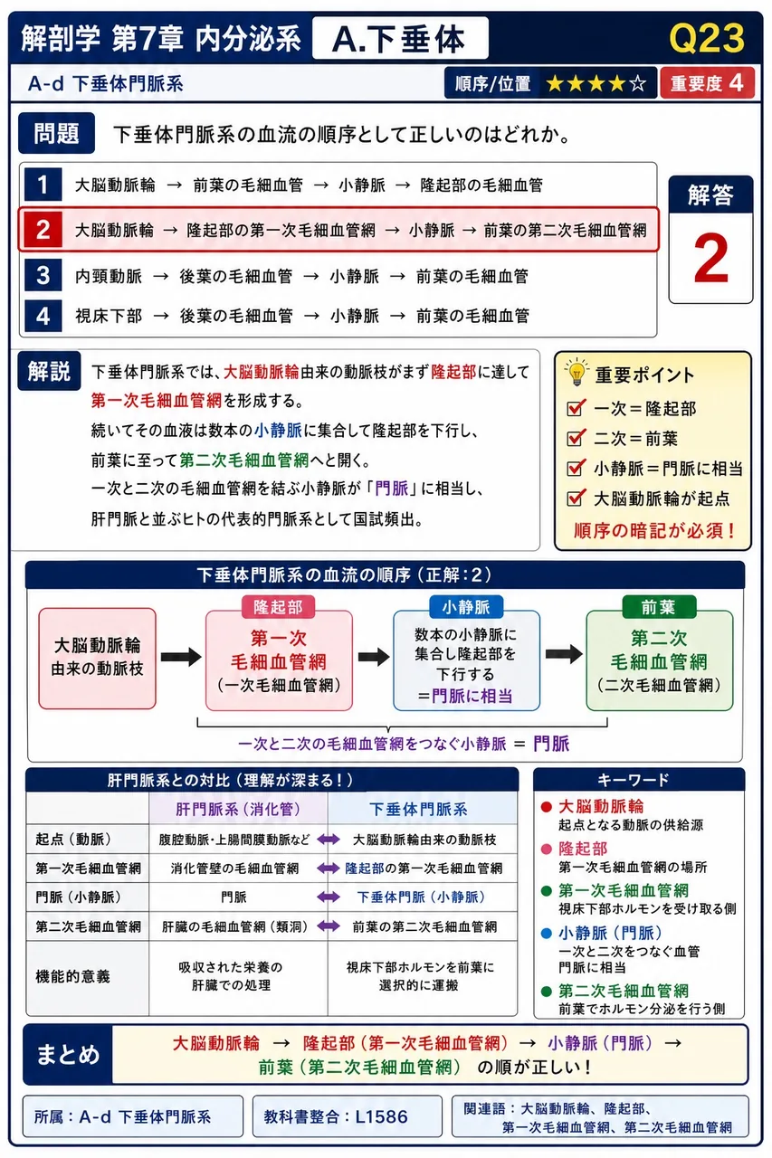 下垂体門脈系の血流の順序として正しいのはどれか。 解説図