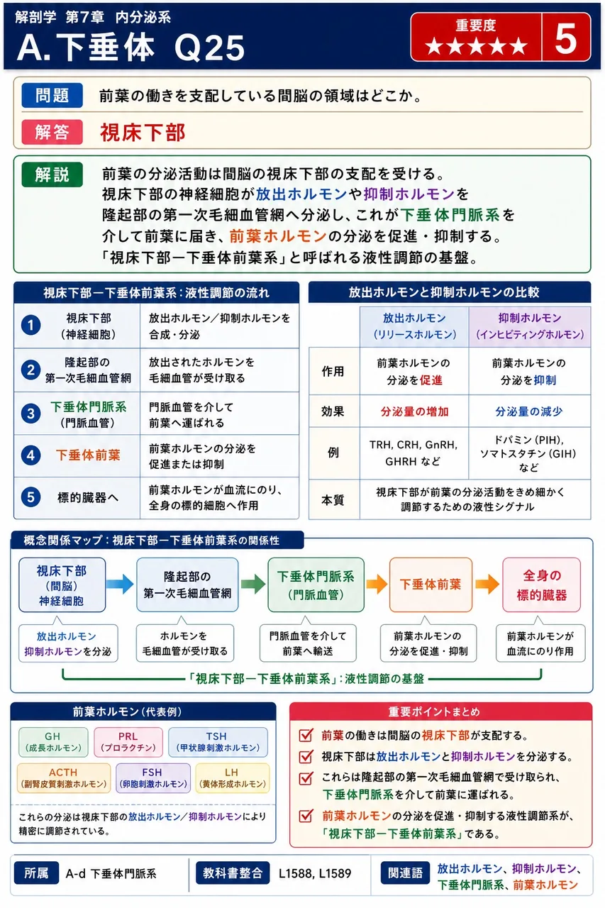 前葉の働きを支配している間脳の領域はどこか。 解説図