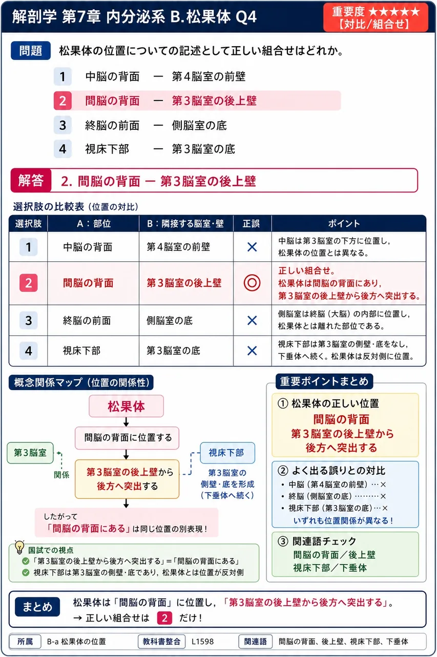 松果体の位置についての記述として正しい組合せはどれか。 解説図