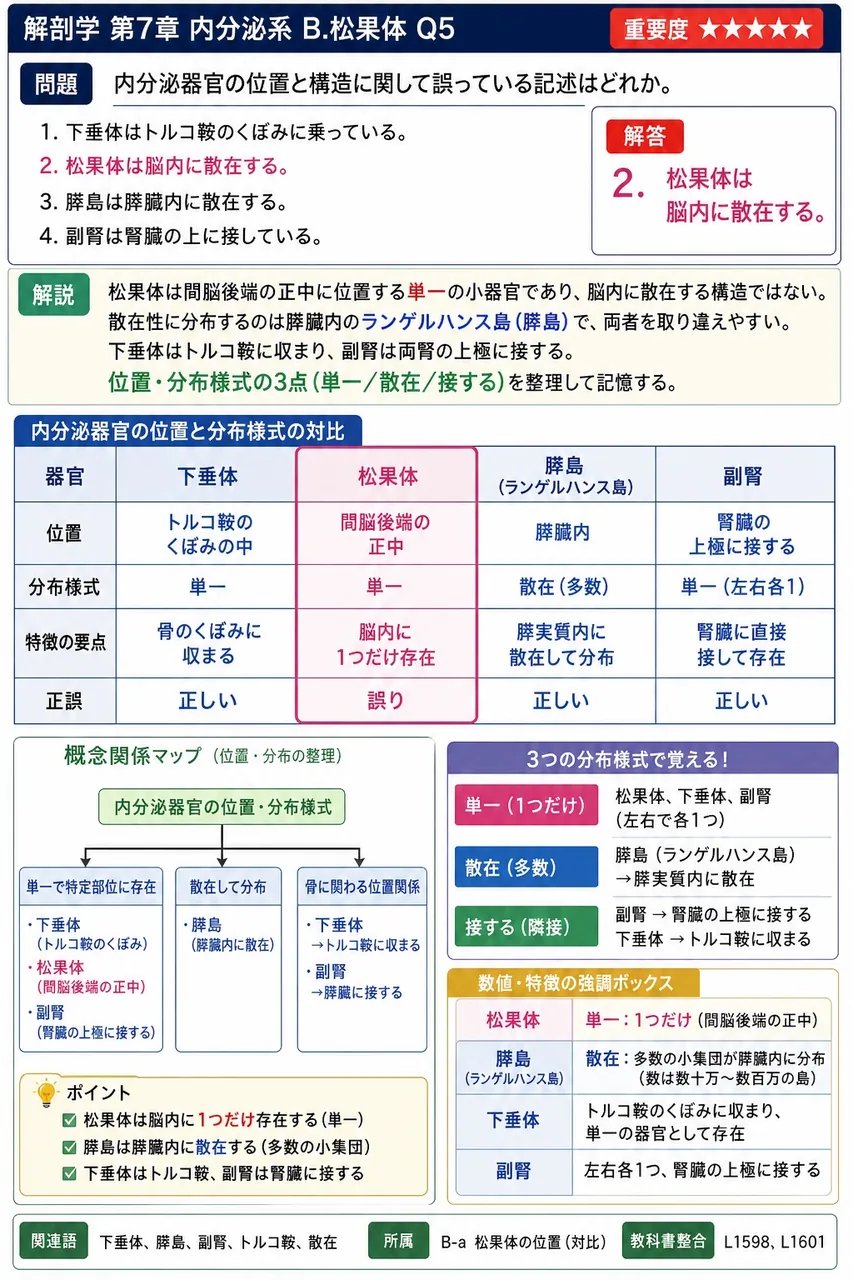 内分泌器官の位置と構造に関して誤っている記述はどれか。 解説図