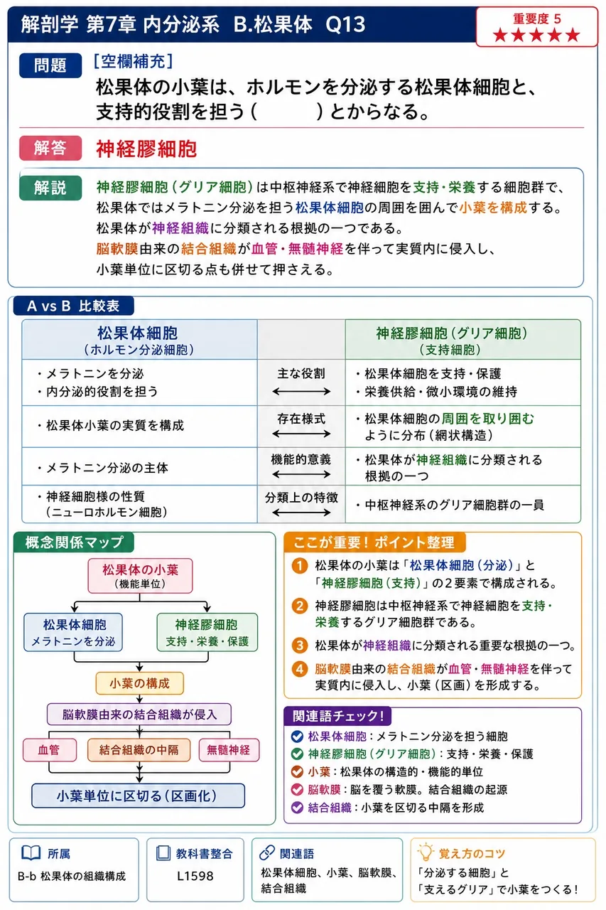 松果体の小葉は、ホルモンを分泌する松果体細胞と、支持的役割を担う( )とからなる。 解説図