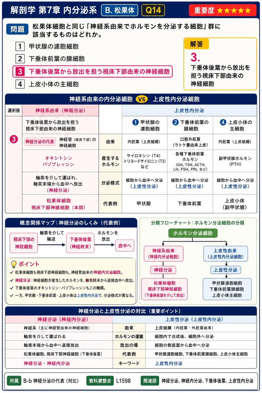 松果体細胞と同じ「神経系由来でホルモンを分泌する細胞」群に該当するものはどれか。 解説図