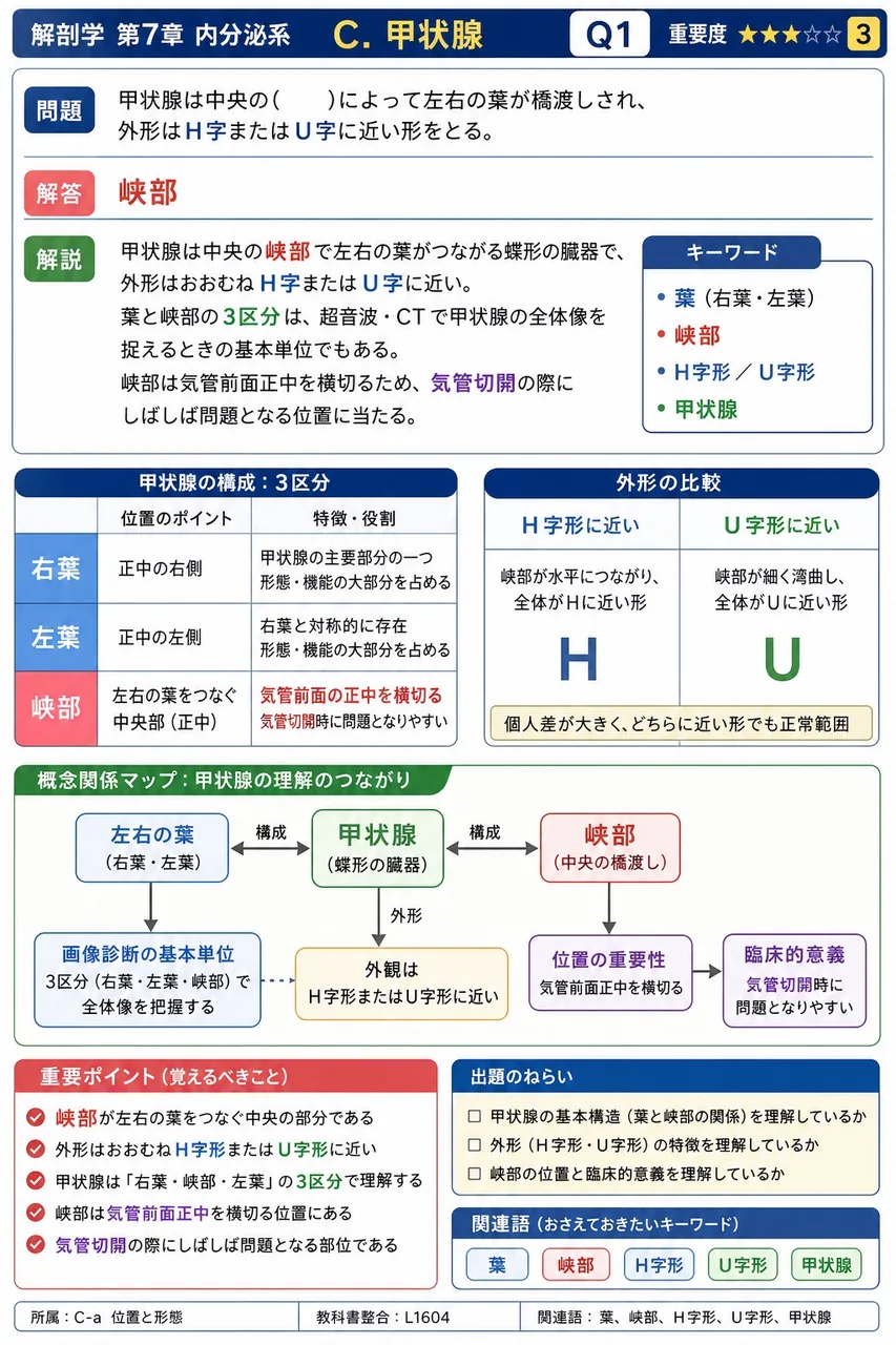 甲状腺は中央の( )によって左右の葉が橋渡しされ、外形はH字またはU字に近い形をとる。 解説図