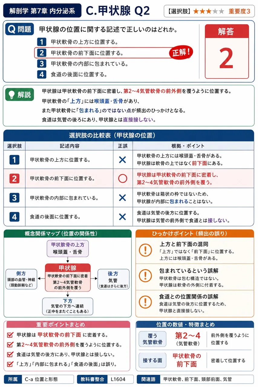 甲状腺の位置に関する記述で正しいのはどれか。 解説図
