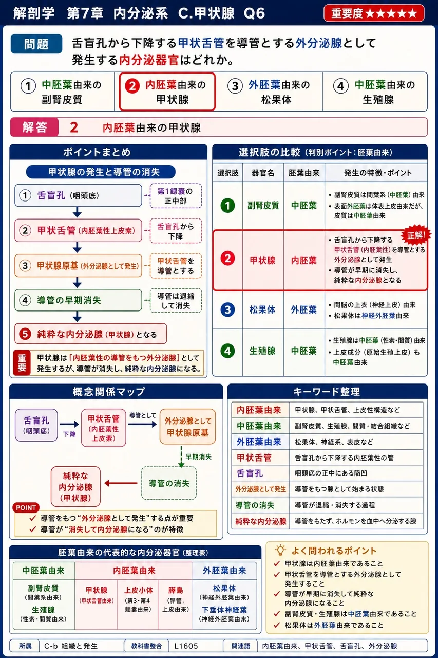 舌盲孔から下降する甲状舌管を導管とする外分泌腺として発生する内分泌器官はどれか。 解説図