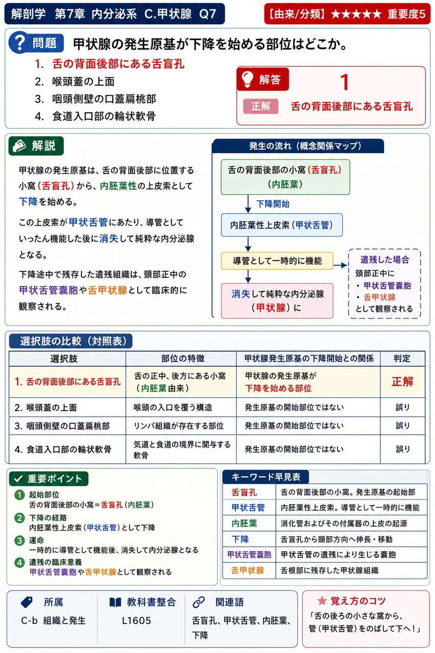 甲状腺の発生原基が下降を始める部位はどこか。 解説図