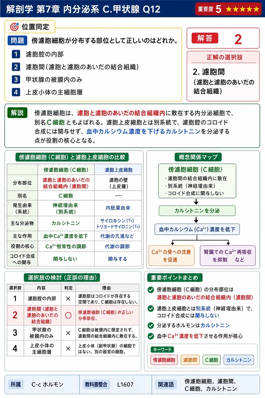 傍濾胞細胞が分布する部位として正しいのはどれか。 解説図