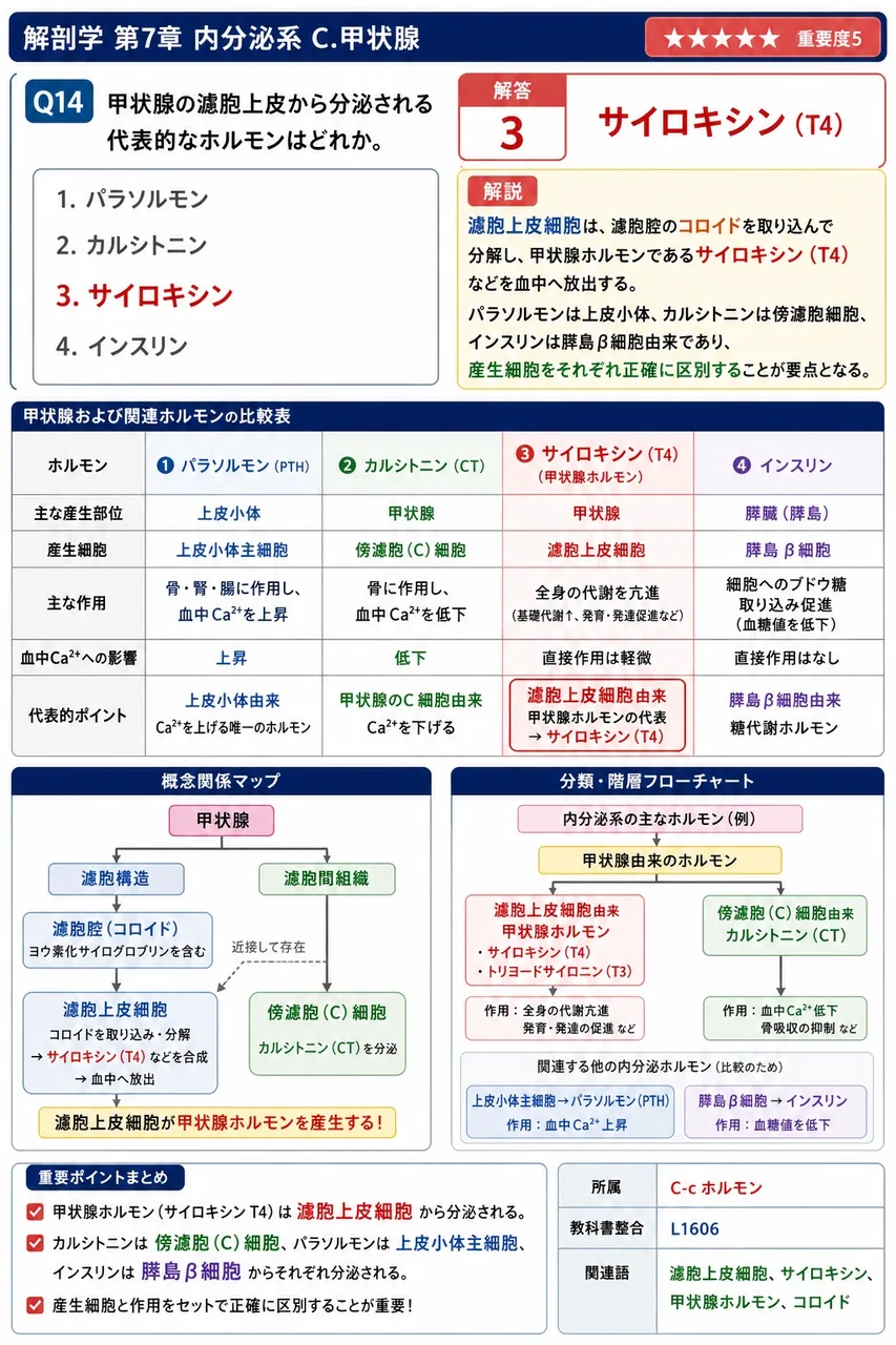 甲状腺の濾胞上皮から分泌される代表的なホルモンはどれか。 解説図