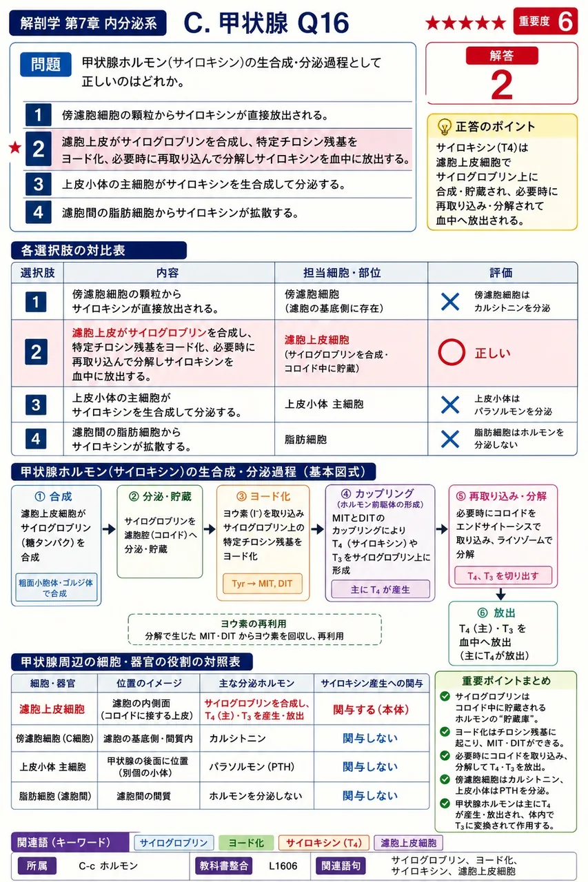 甲状腺ホルモン(サイロキシン)の生合成・分泌過程として正しいのはどれか。 解説図