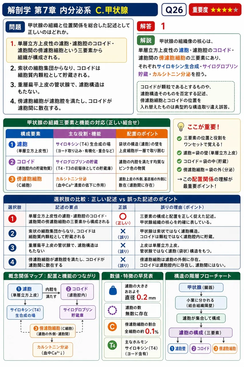 甲状腺の組織と位置関係を総合した記述として正しいのはどれか。 解説図