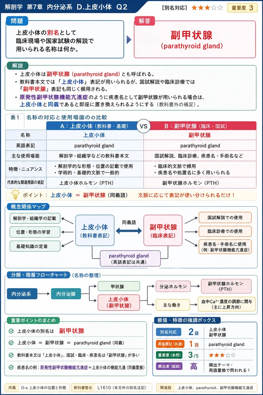 上皮小体の別名として臨床現場や国家試験の解説で用いられる名称は何か。 解説図