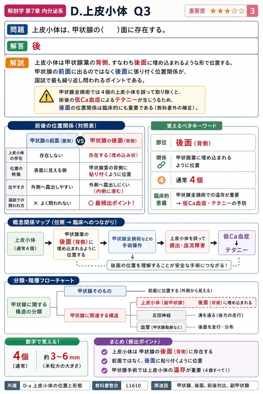 上皮小体は、甲状腺の( )面に存在する。 解説図