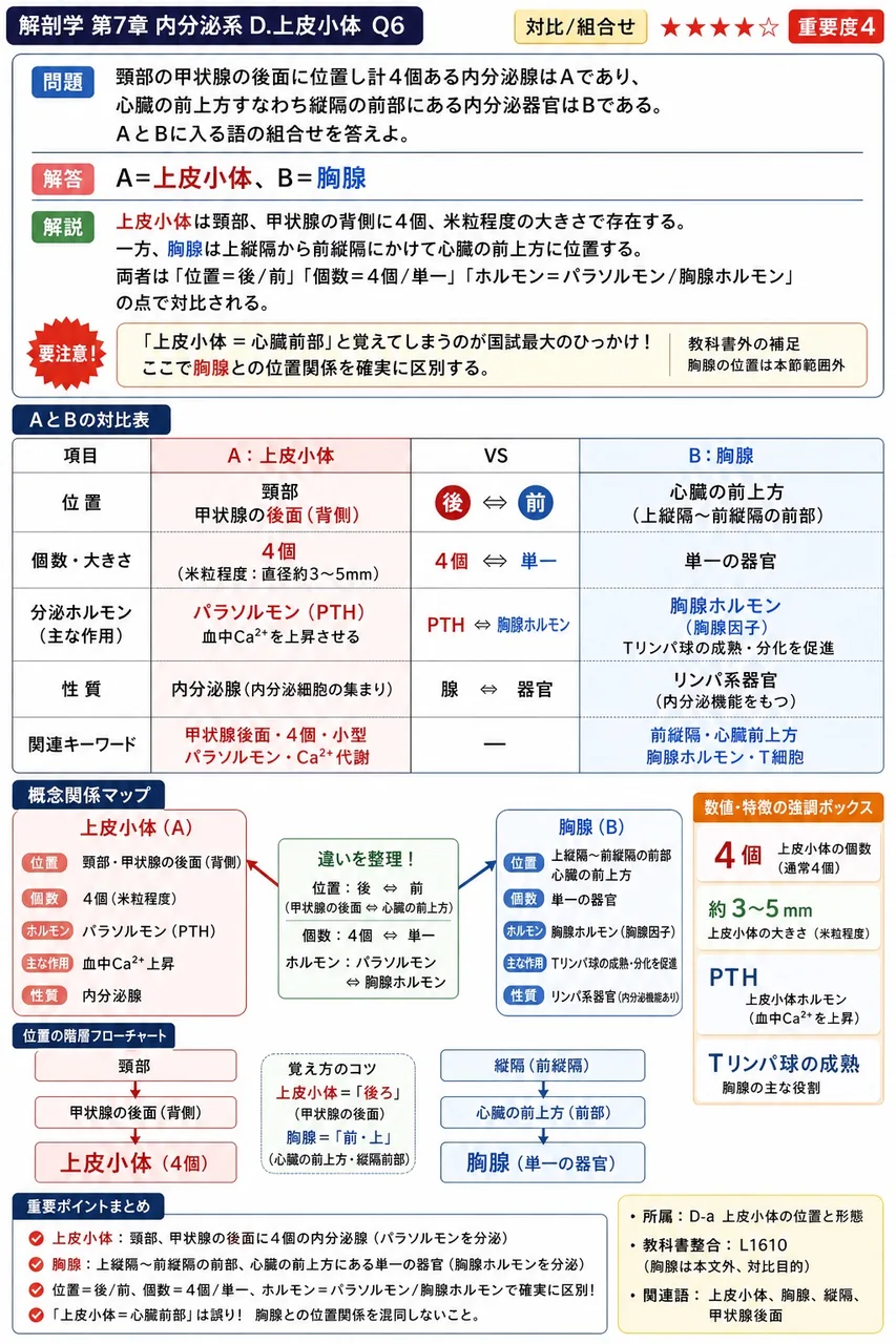 頸部の甲状腺の後面に位置し計4個ある内分泌腺はAであり、心臓の前上方すなわち縦隔の前部にある内分泌器官はBである。AとBに入る語の組合せを答えよ。 解説図