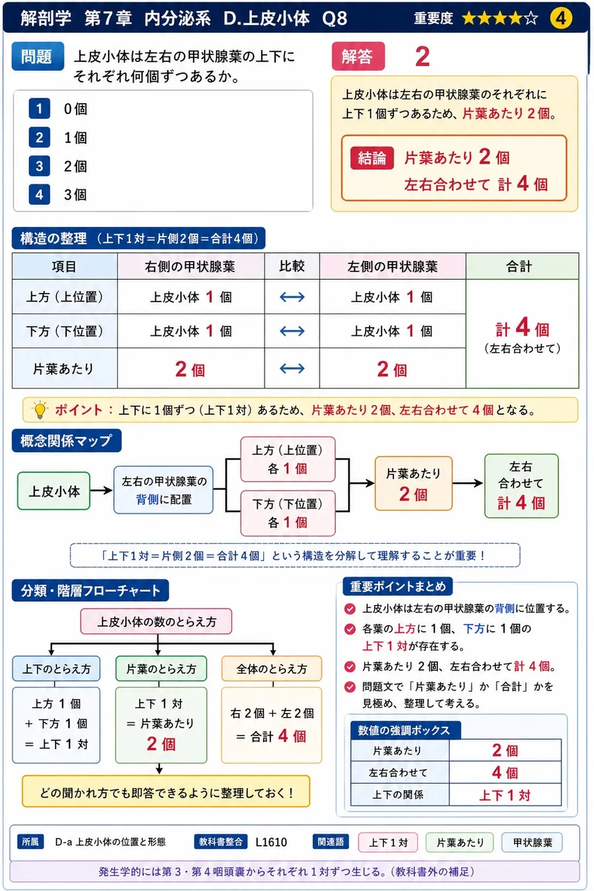 上皮小体は左右の甲状腺葉の上下にそれぞれ何個ずつあるか。 解説図