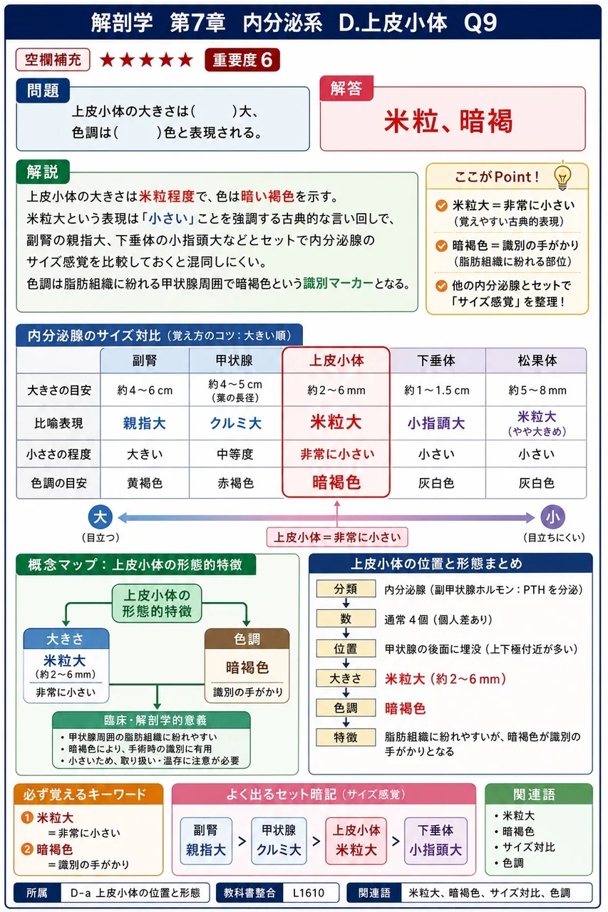 上皮小体の大きさは( )大、色調は( )色と表現される。 解説図