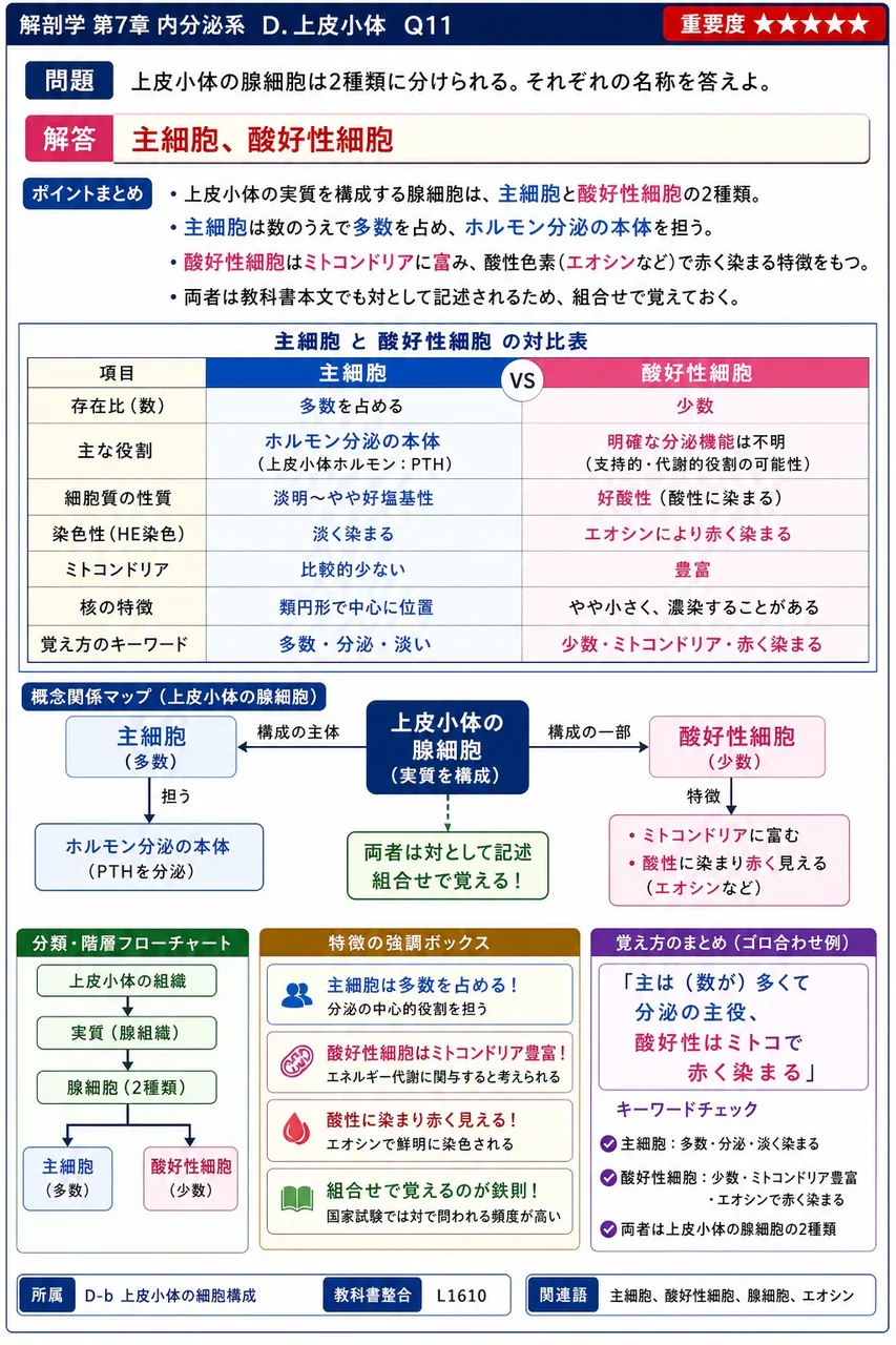 上皮小体の腺細胞は2種類に分けられる。それぞれの名称を答えよ。 解説図