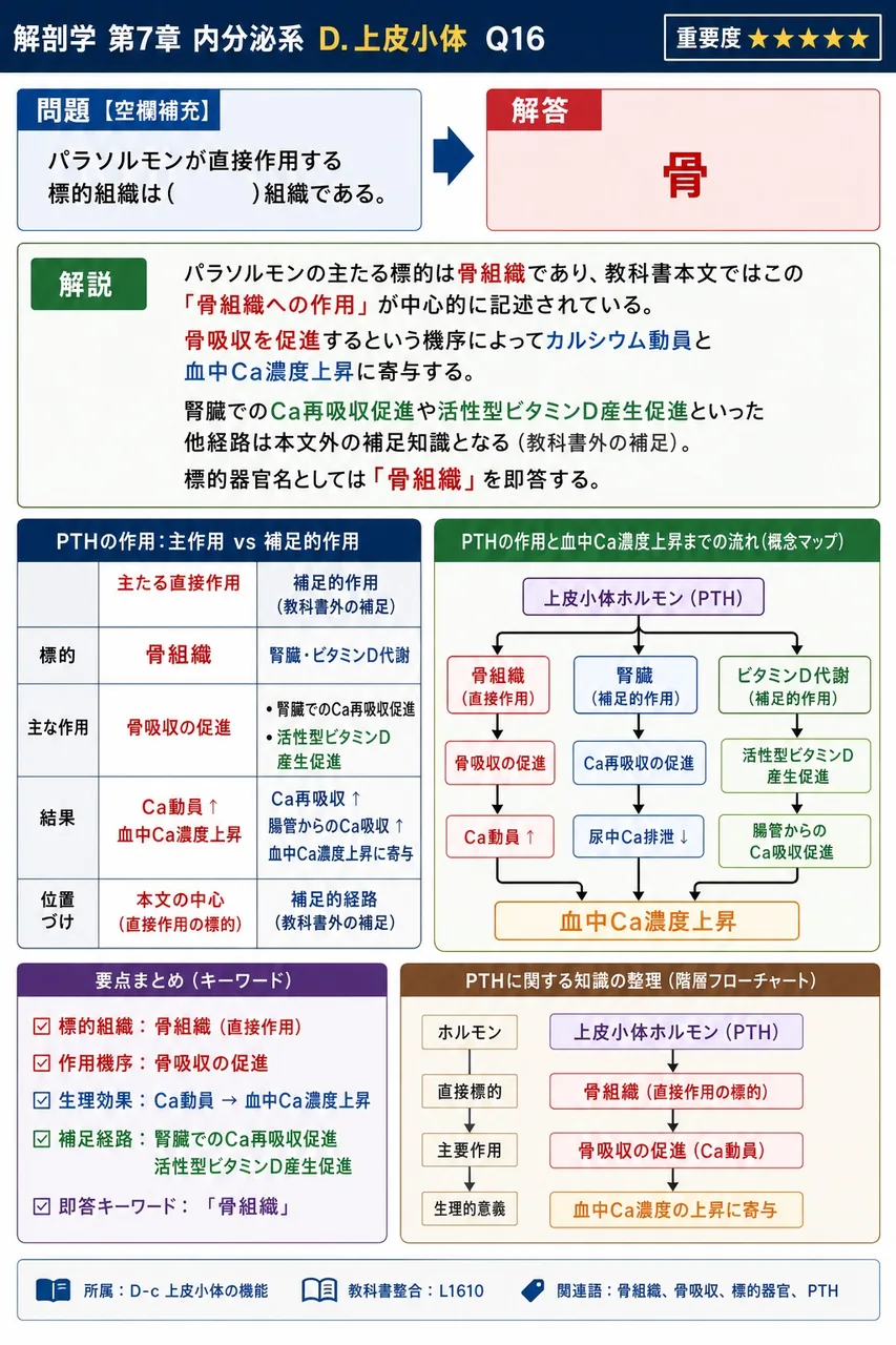 パラソルモンが直接作用する標的組織は( )組織である。 解説図