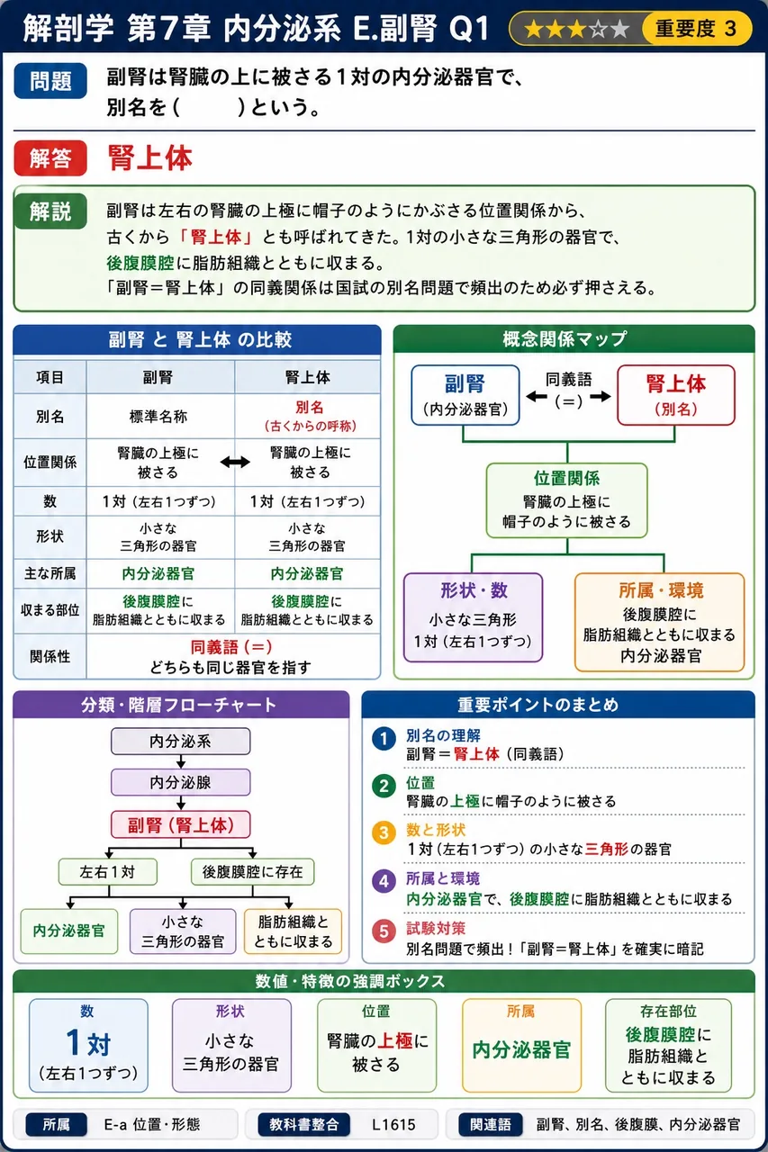 副腎は腎臓の上に被さる1対の内分泌器官で、別名を( )という。 解説図