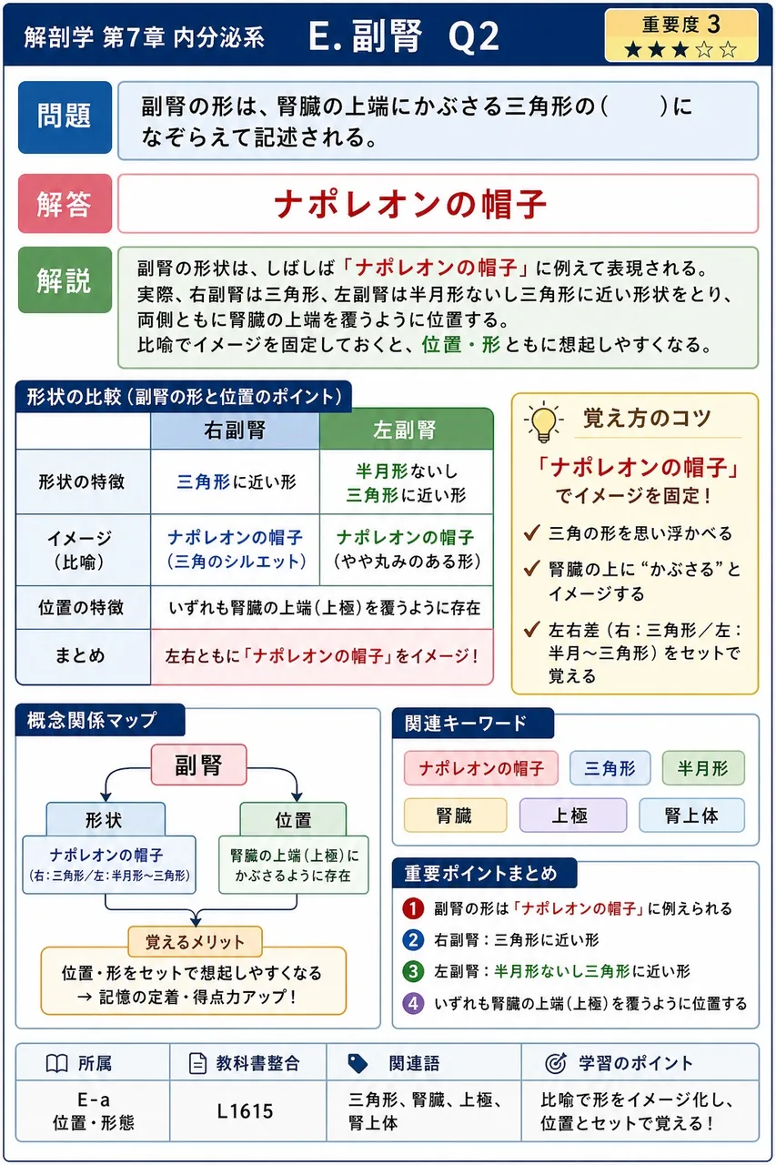 副腎の形は、腎臓の上端にかぶさる三角形の( )になぞらえて記述される。 解説図
