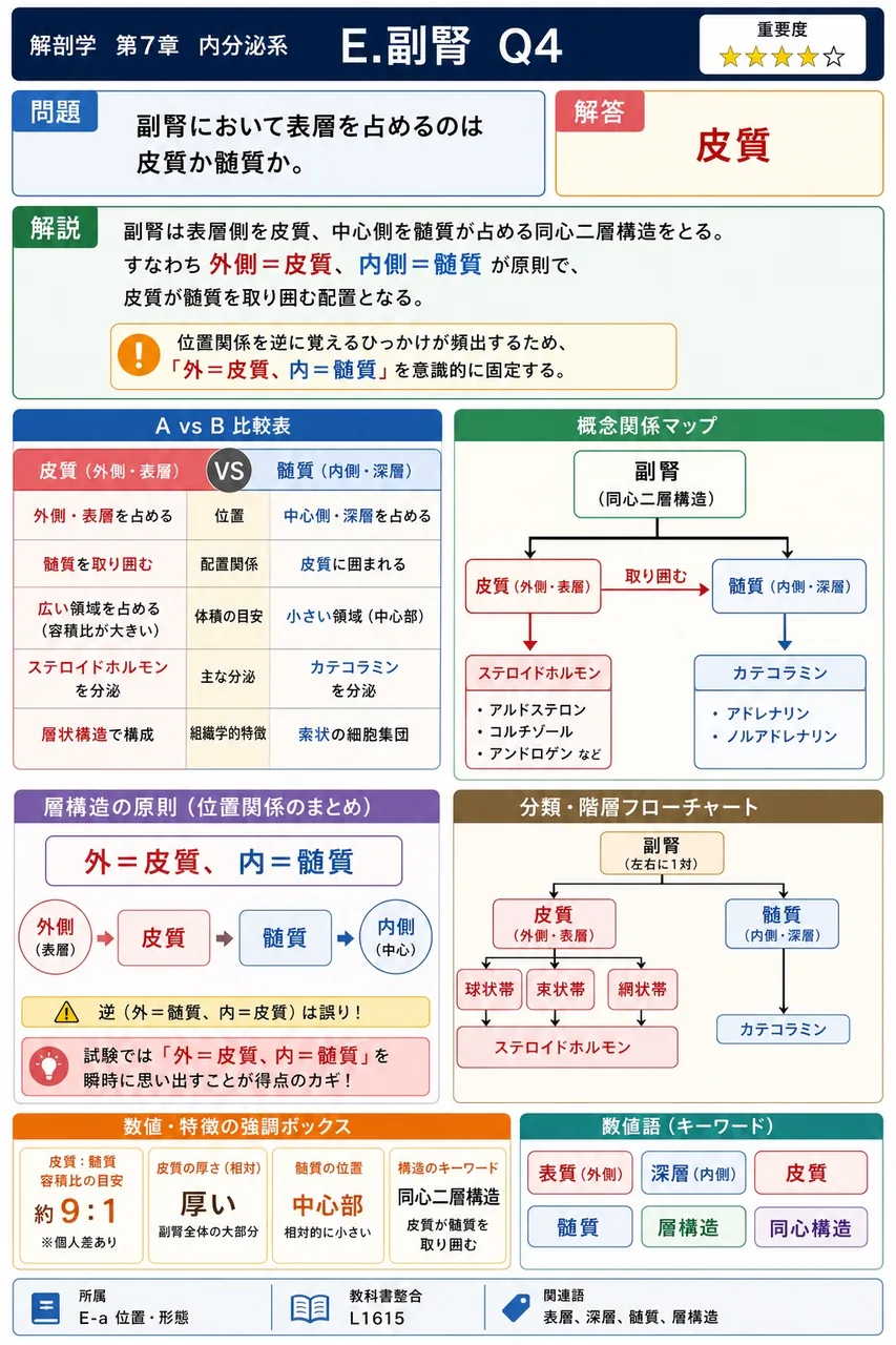 副腎において表層を占めるのは皮質か髄質か。 解説図