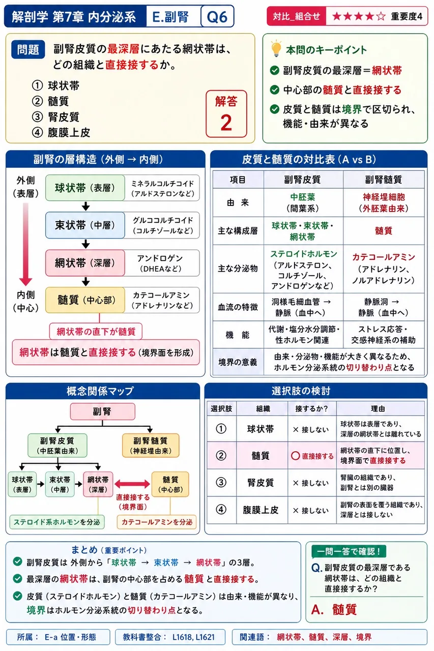 副腎皮質の最深層にあたる網状帯は、どの組織と直接接するか。 解説図
