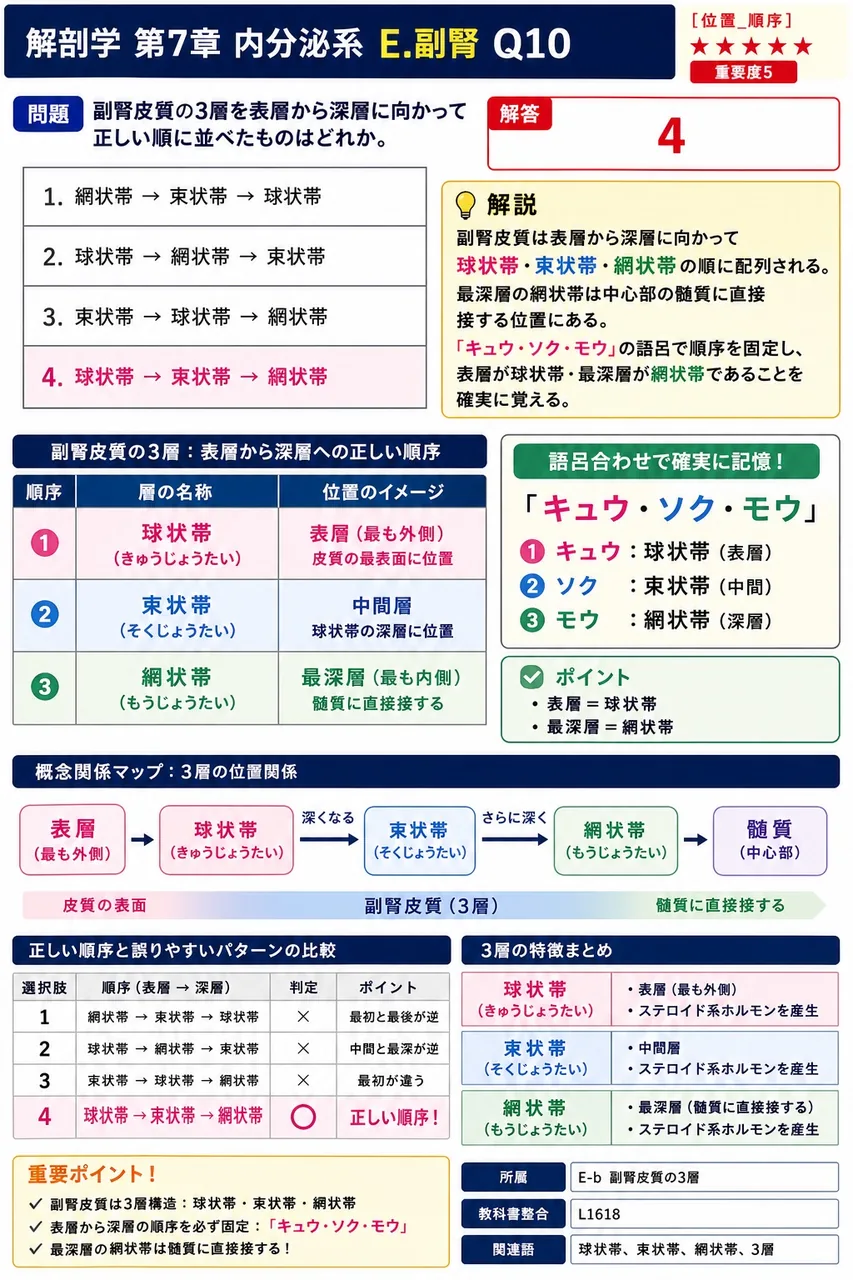 副腎皮質の3層を表層から深層に向かって正しい順に並べたものはどれか。 解説図