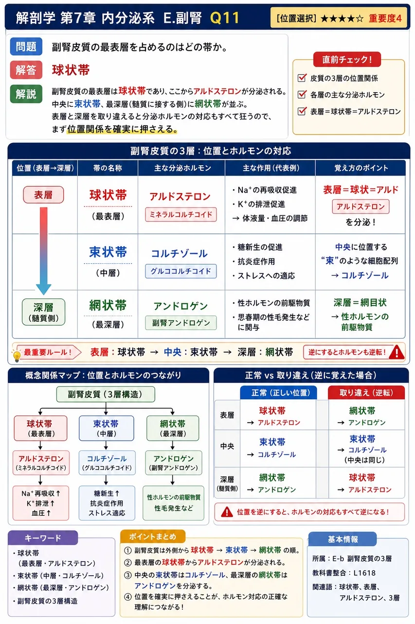 副腎皮質の最表層を占めるのはどの帯か。 解説図