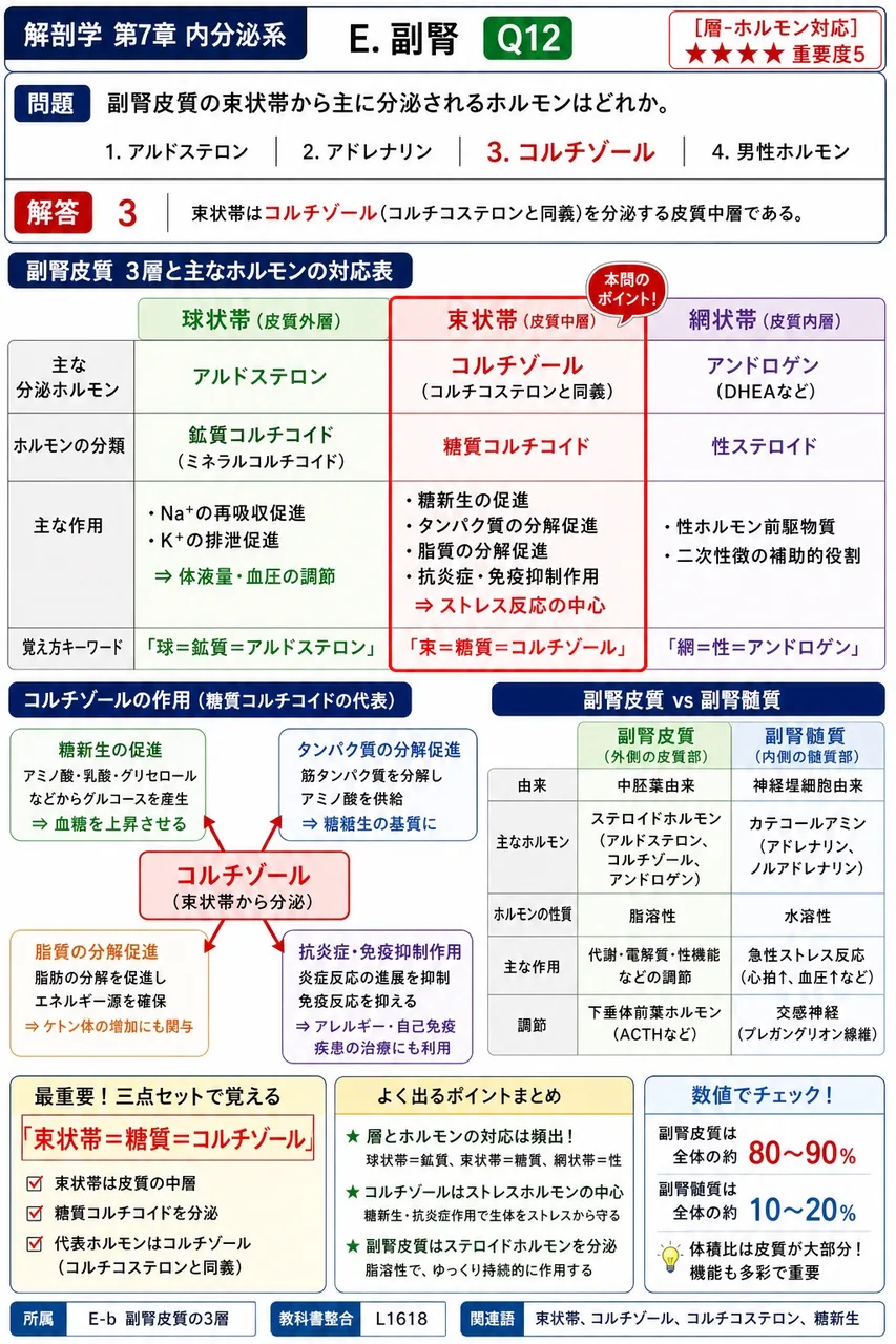 副腎皮質の束状帯から主に分泌されるホルモンはどれか。 解説図