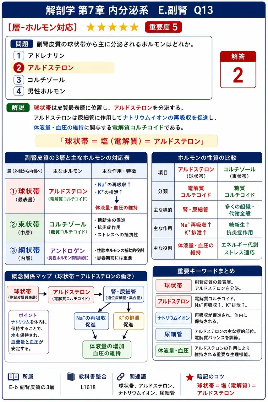 副腎皮質の球状帯から主に分泌されるホルモンはどれか。 解説図