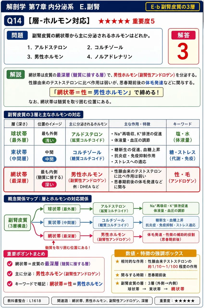 副腎皮質の網状帯から主に分泌されるホルモンはどれか。 解説図