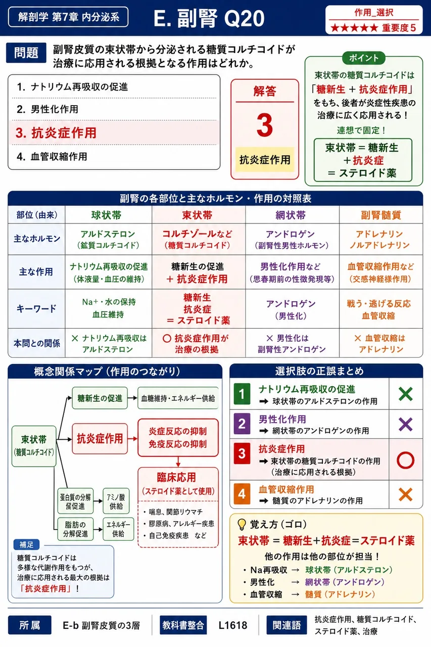 副腎皮質の束状帯から分泌される糖質コルチコイドが治療に応用される根拠となる作用はどれか。 解説図