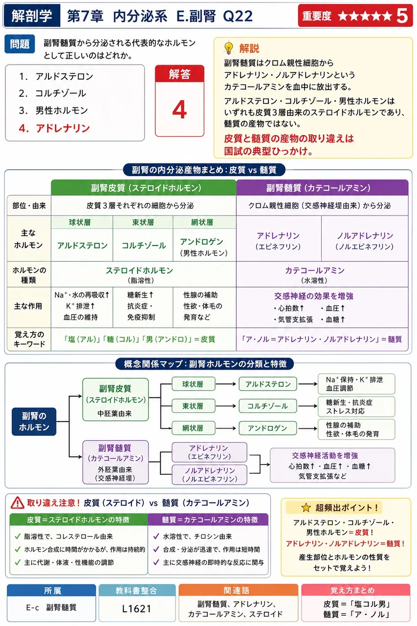 副腎髄質から分泌される代表的なホルモンとして正しいのはどれか。 解説図