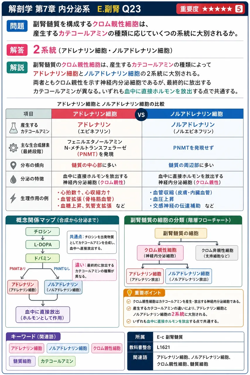 副腎髄質を構成するクロム親性細胞は、産生するカテコールアミンの種類に応じていくつの系統に大別されるか。 解説図