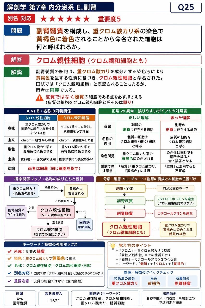 副腎髄質を構成し、重クロム酸カリ系の染色で黄褐色に着色されることから命名された細胞は何と呼ばれるか。 解説図