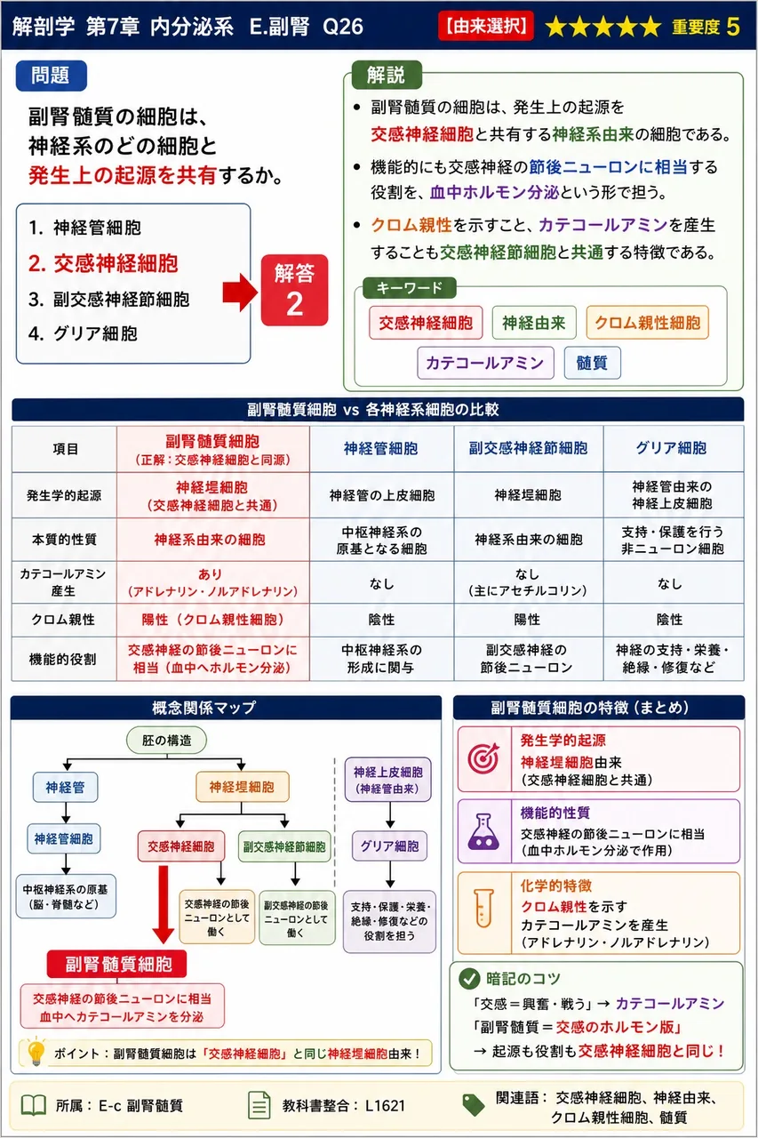 副腎髄質の細胞は、神経系のどの細胞と発生上の起源を共有するか。 解説図