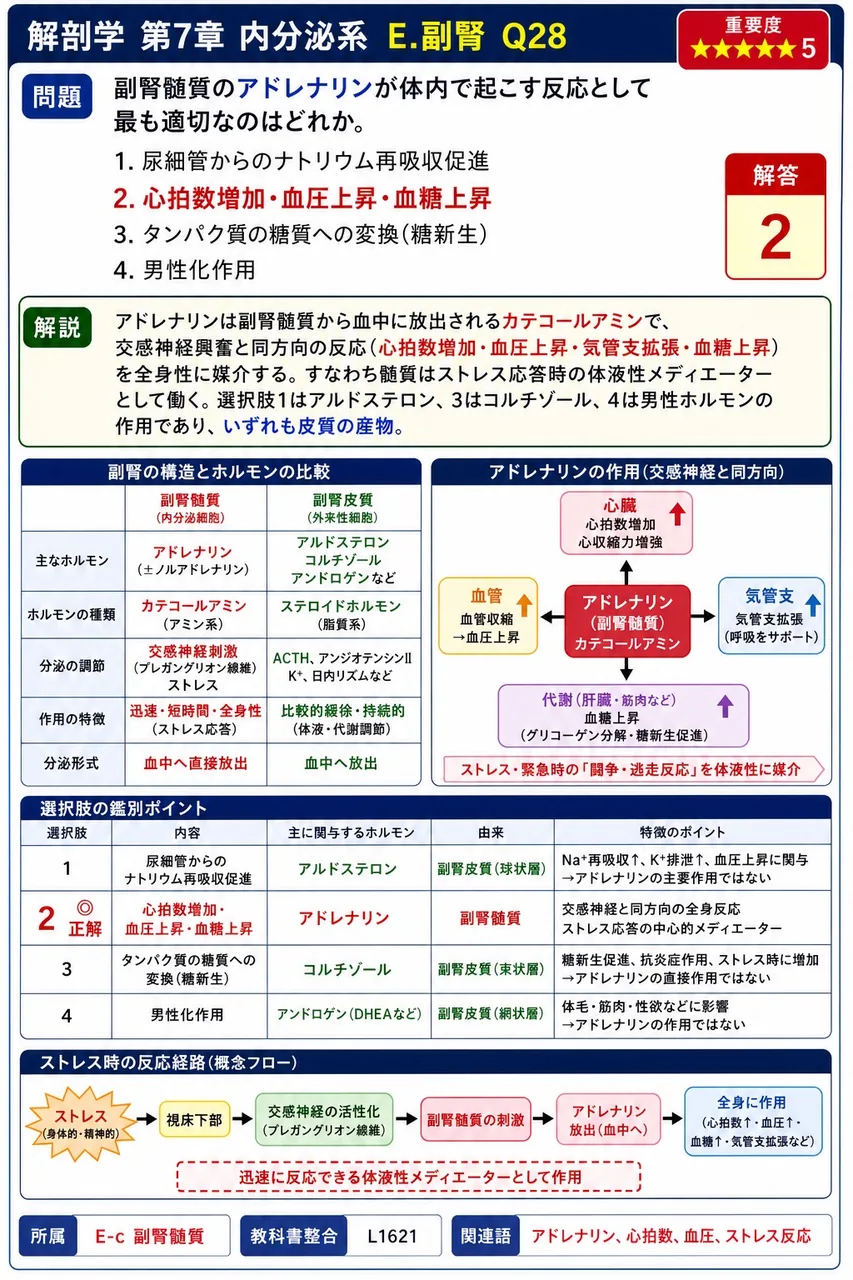 副腎髄質のアドレナリンが体内で起こす反応として最も適切なのはどれか。 解説図