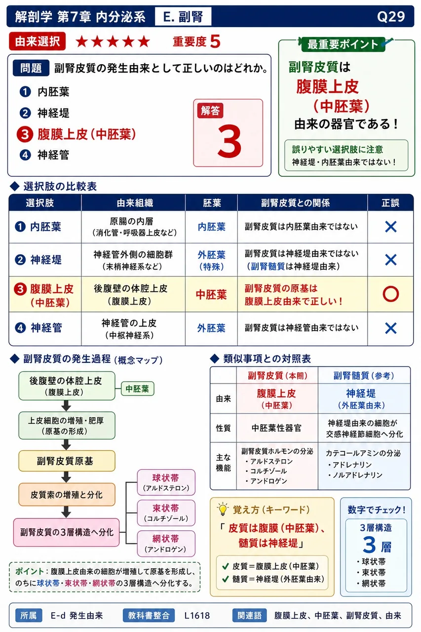 副腎皮質の発生由来として正しいのはどれか。 解説図