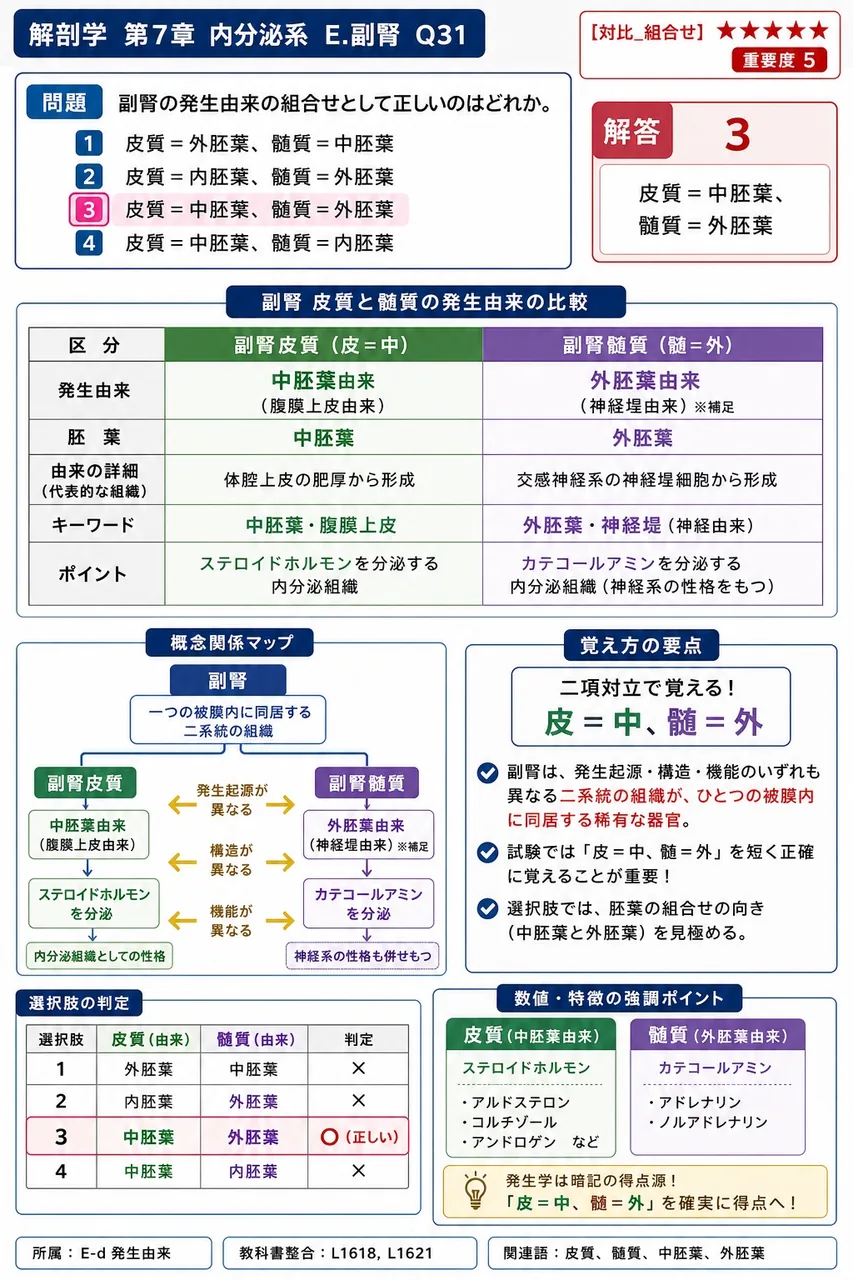 副腎の発生由来の組合せとして正しいのはどれか。 解説図
