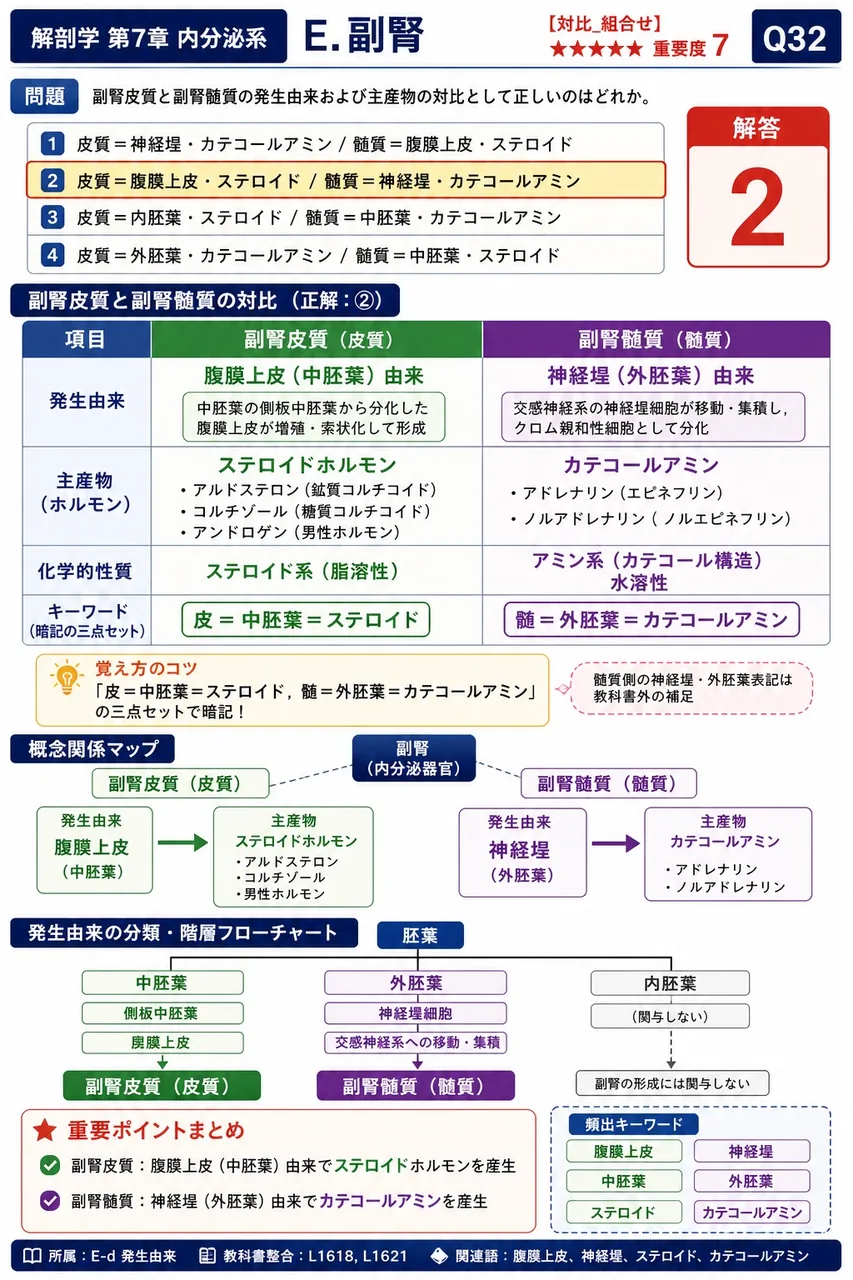副腎皮質と副腎髄質の発生由来および主産物の対比として正しいのはどれか。 解説図